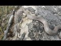 Il Colubro Liscio Coronella Austriaca