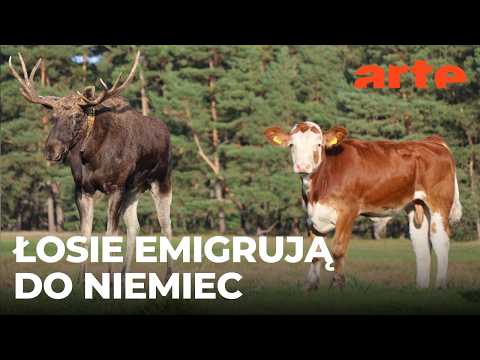 Łosie włóczęgi | ARTE.tv Dokumenty [CAŁY FILM LEKTOR PL]