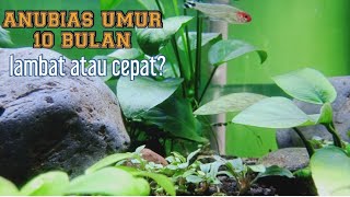 Download lagu pertumbuhan anubias setelah 10 bulan | AnuBias nana golden | budidaya AnuBias. tanaman rendah co2 mp3