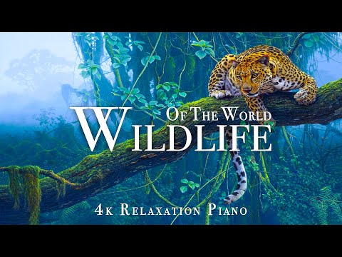 Wildlife Of The World 4K - Scenic Wildlife Film With Piano Calming Music, Study, Relaxing