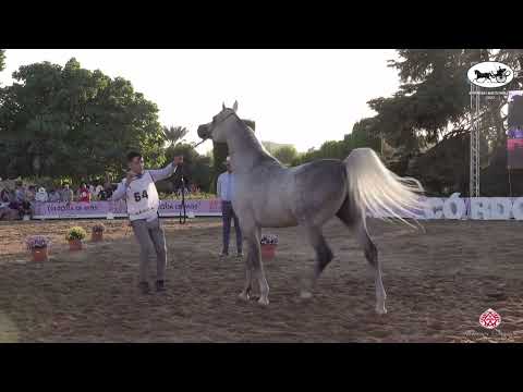 N 64 IZAN AL CAPE   Spanish Nationals 2022   Stallions 7   10 Years Old Class 11