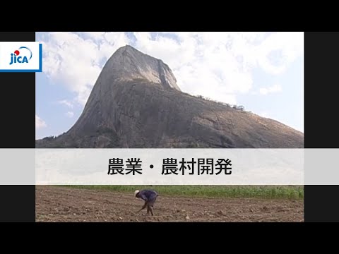 ブラジルのセラードの動物たち -