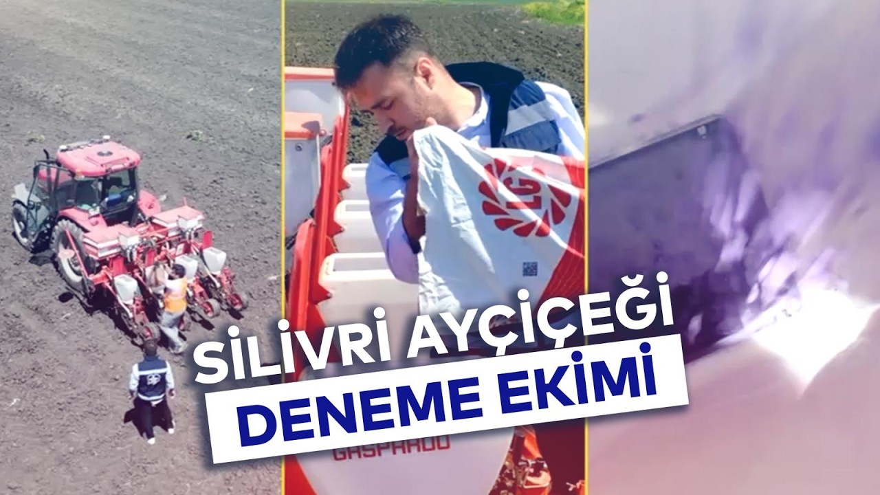 AYÇİÇEĞİ DENEME EKİMİ SİLİVRİ