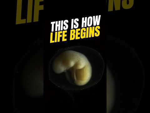 FROM A CELL TO LIFE #shorts #shortvideo #trending #trendingshorts #viralvideo #viral