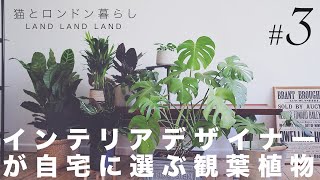 SUB【観葉植物】#3 イギリス在住インテリアデザイナーが選ぶおすすめ観葉植物｜インテリアグリーンのすすめ