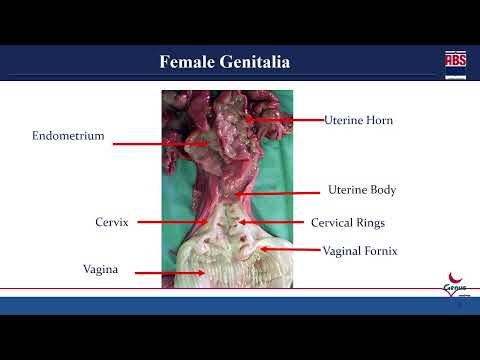 ABS Technical Video | Artificial Insemination Technique & Correct Timings | Dr. Mishul Chauhan