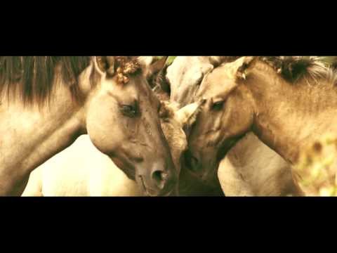 Summer in Arnhem - Shot on Sony Alpha