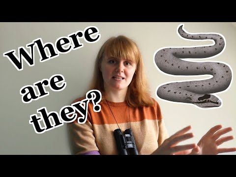 There are Snakes in Britain! Adder, Grass and Smooth Snake Habitat Comparison | UK Wildlife Species