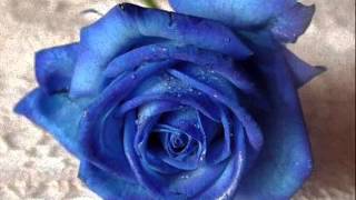 Cliff Richard  Dreamin&quot;