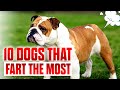 TOP 10 DOGS THAT FART THE MOST