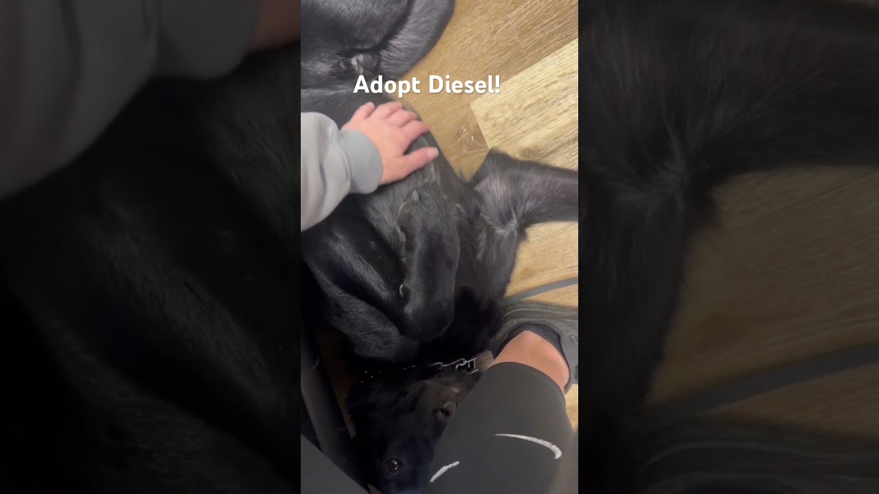 Enlarge DIESEL , a ADOPTABLE German Shepherd Dog in Media, PA video 2/3