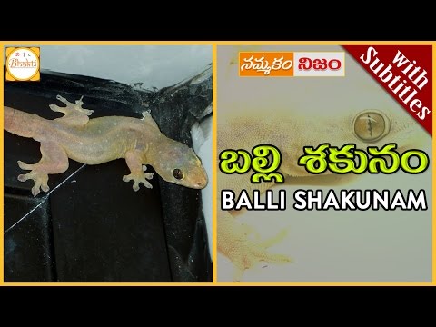 Lizard Science | Balli Shakunam w/subtitles|బల్లి మీద పడిందా|Superstition or Belief|Nammakam Nijam