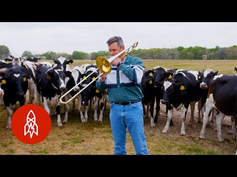 download lagu mp3 mp4 Jazz Animals, download mp3 Jazz Animals free downloadn, video klip Jazz Animals