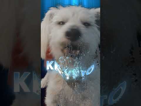 Krypto is one of a kind.
