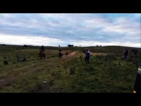 Raid de Damas (6480 m) y Caballos cruzados (8 Km) - Pista LA CABAÑA - Vichadero, Uruguay 23/05/2026