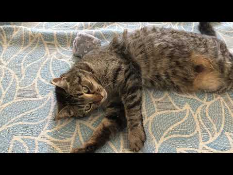 Milu the cat and his always angry mother Titti | El gato Milu y su madre Titti siempre enojada