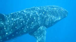 preview picture of video 'Whale shark @ Southern Layte'