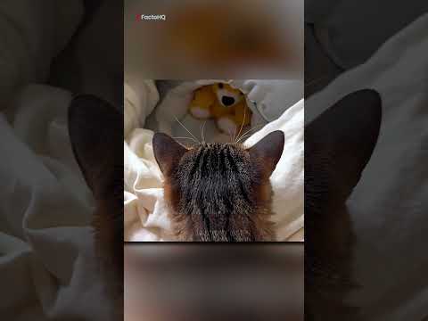 Cat Adopted Baby Puppy