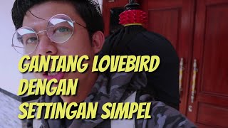 Download lagu Lovebird settings for competitions! Simple and easy mp3