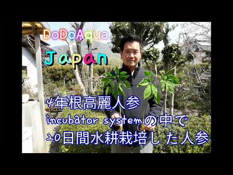 두두아쿠아 수경인삼 아쿠아포닉스 유튜브 영상