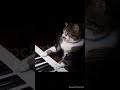 Omg Cat Cat Shorts Youtube Shorts Piano Song