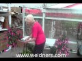 Part 3 - Edit - Cutting back your Fuchsia plants
