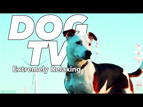 DOG TV: Extra Long TV to Entertain Your Dog! Beautiful Nature and Scenery!