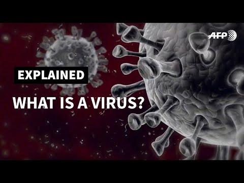 What is a virus? | AFP