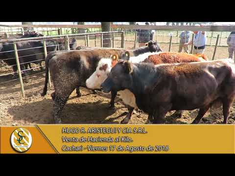 17-08-18 Venta de Hacienda al Kilo - Hugo R. Aristegui y Cia S.R.L. - Cacharì
