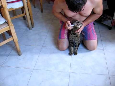 Trattamento efficace di parassiti in un corpo umano Come trattare vermi a terrier di Yorkshire