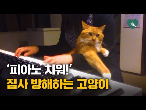 '집사야 따숩다'.. 무언의 눈치 주는 고양이