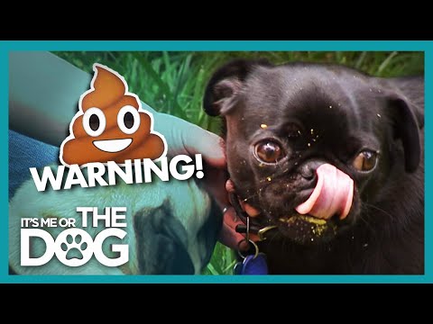 Video: Poop Eating Pugs Take Recycling Too Far! | Positively.com