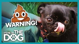 Poop Eating Pugs Take Recycling Too Far! | It&#39;s Me or the Dog