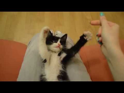 baby kitten in action!