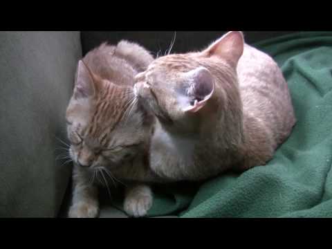 Kitten Littermates: I Love You. I Hate You