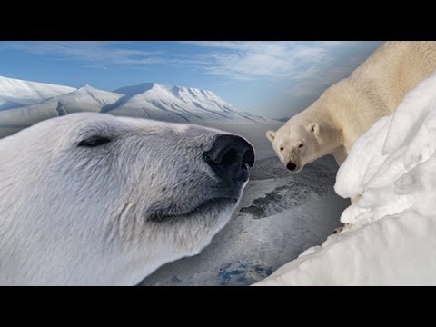 Polar Bears battle the Arctic Meltdown | Earth Files (Ep 3) | BBC Earth Explore