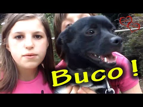 🐕 Upoznajte Bucu!  🐕 Ivana i Lana 🐕
