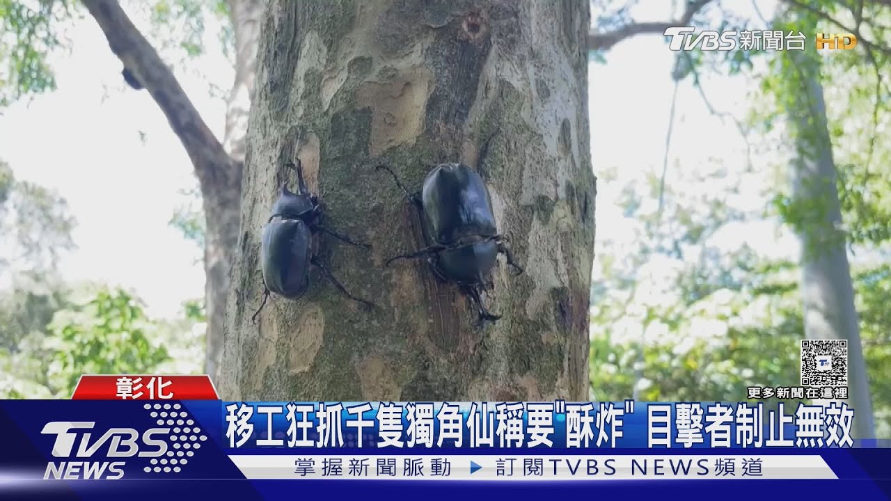 「獨角仙那麼可愛! 怎麼能吃」 彰化移工狂抓千隻稱要酥炸配啤酒