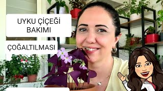 #uykuçiçeğibakımı#süsyoncasınasılçoğaltılır UYKU ÇİÇEĞİ BAKIMI VE ÇOĞA