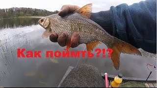 Как поймать крупную плотву на реке