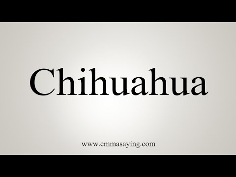 Part of a video titled How To Say Chihuahua - YouTube