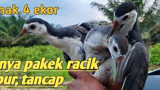 Download lagu Mikat Burung Ruak Ruak Menggunakan Racik Tabur Tancap mp3 Download lagu Mikat Burung Ruak Ruak Menggunakan Racik Tabur Tancap mp3