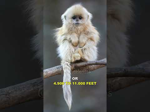 Golden Snub-Nosed Monkey | The Unique Monkey