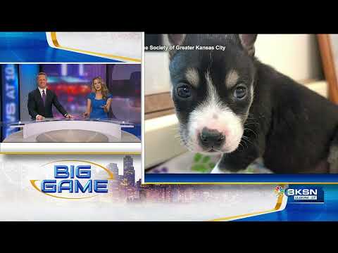 Kansas dog competes in the Puppy Bowl - YouTube