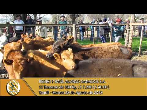 28-08-18 Venta de Hembras - Pedro y Raúl Alonso Ganados S.A. - Tandil
