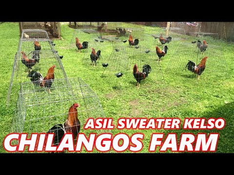 Asil Sweater Kelso Chilango's Farm - Beautiful Birds