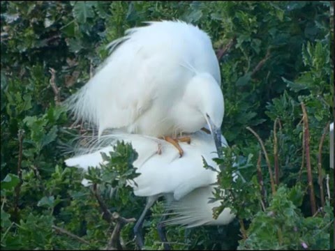 Little Egrets - Kl. Zilverreigers - (  Mating time )