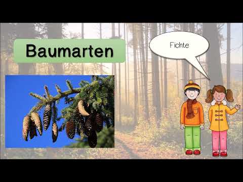 Erklärvideo Wald Teil 1 - Nadelbäume