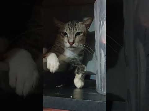 #cat #catlover #fypyoutube #fypシ