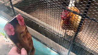 ニワトリ vs 野獣先輩